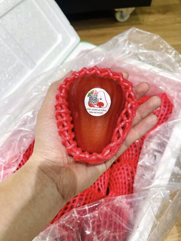 MẬN ĐỎ AN PHƯỚC - Hình ảnh 2