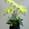 Hoa lan 274