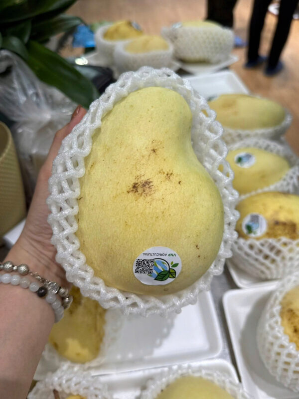 XOÀI TỨ QUÝ HOÀNG KIM VNP