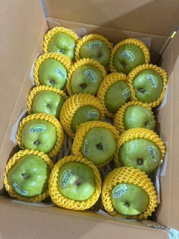 ỔI NỮ HOÀNG GUVA - Hình ảnh 4