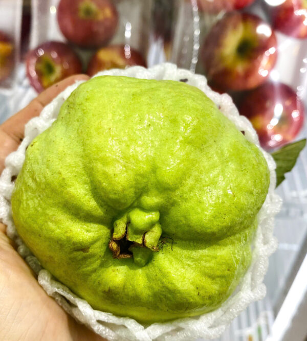ỔI NỮ HOÀNG GUVA - Hình ảnh 3