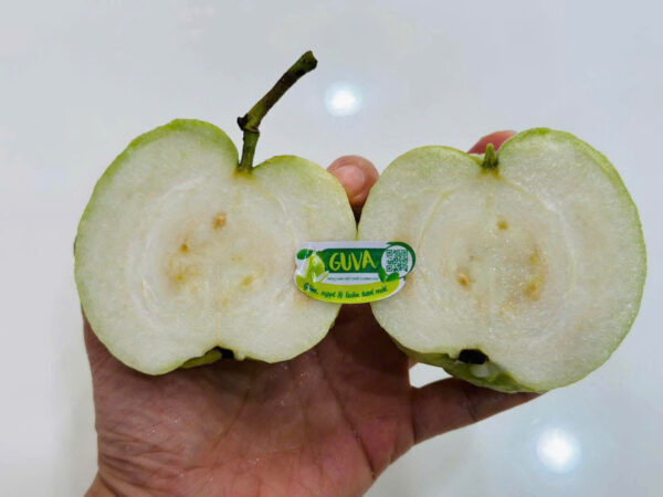 ỔI NỮ HOÀNG GUVA
