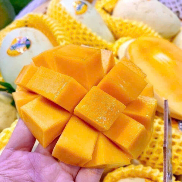XOÀI CÁT CHÚ CHÍN